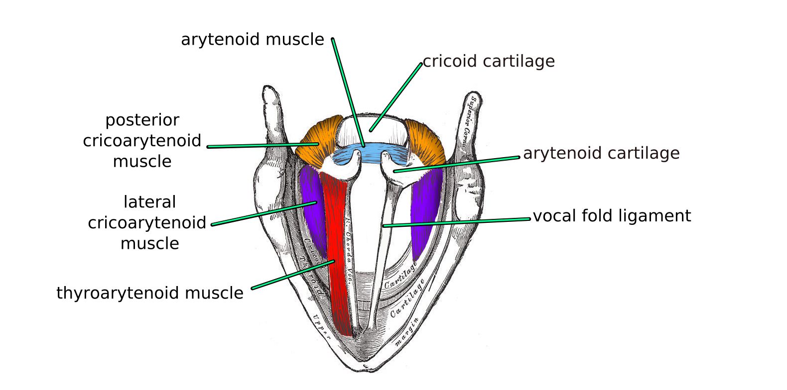 The Larynx Cartilages Muscles Teachmeanatomy