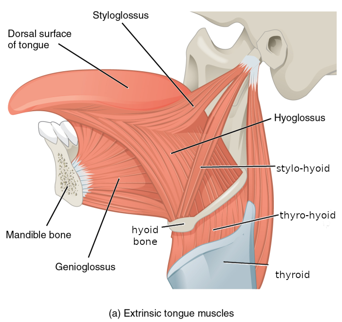 tongue and larynx