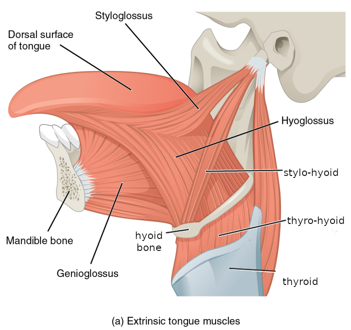 tongue muscles